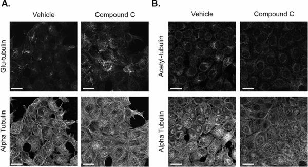 https://cdn.ncbi.nlm.nih.gov/pmc/blobs/ad14/4742178/c61ff9c0b2d5/oncotarget-06-36292-g002.jpg