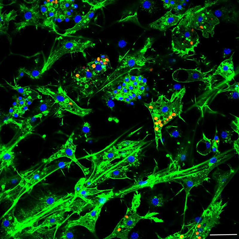 https://cdn.ncbi.nlm.nih.gov/pmc/blobs/ad16/7882143/411bf24f1a1d/peerj-09-10654-g005.jpg