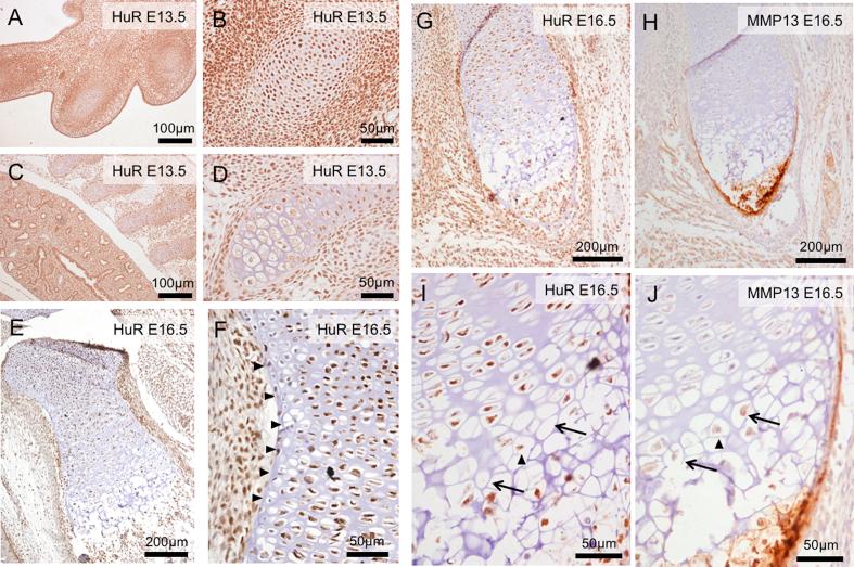 https://cdn.ncbi.nlm.nih.gov/pmc/blobs/ad18/4917896/65bfe7220d33/gr6.jpg