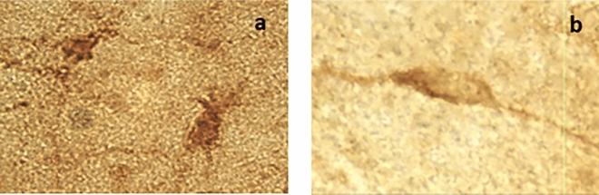 https://cdn.ncbi.nlm.nih.gov/pmc/blobs/ad1b/9477867/543698dbfdf3/41598_2022_18504_Fig2_HTML.jpg