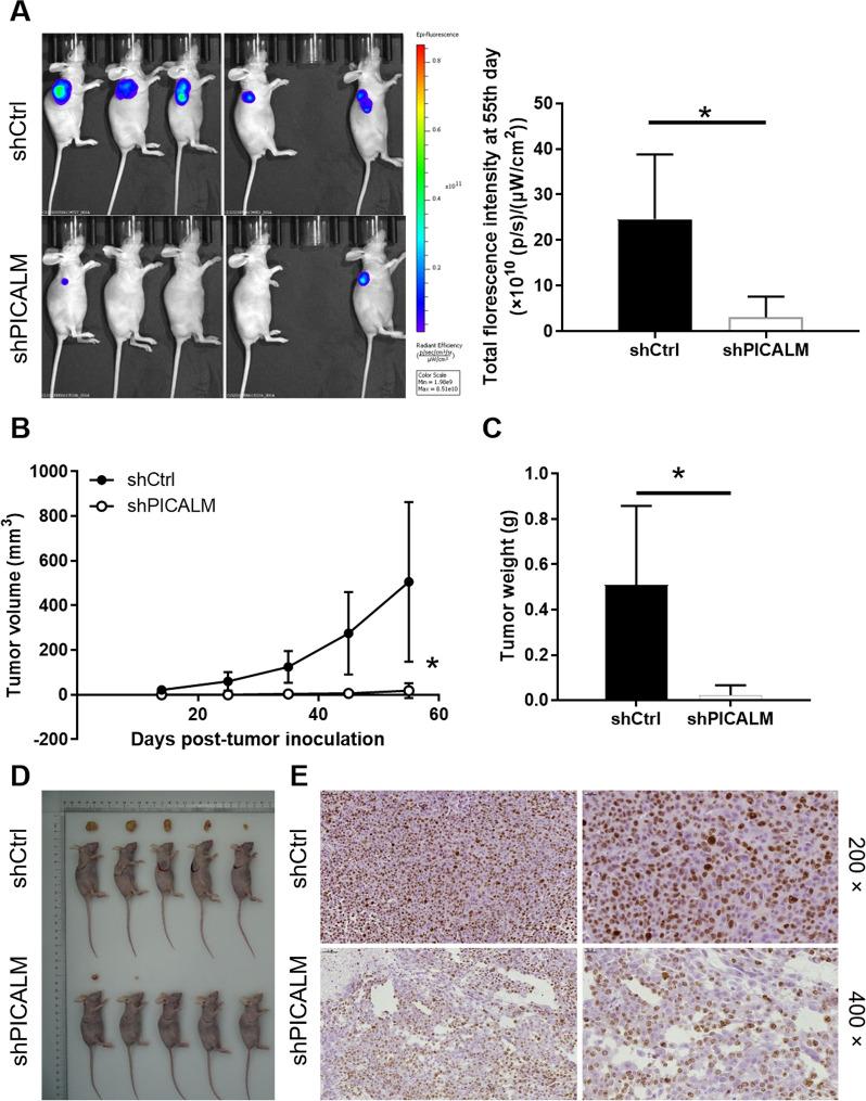 https://cdn.ncbi.nlm.nih.gov/pmc/blobs/ad1c/9063212/70d89e58d438/12935_2022_2577_Fig4_HTML.jpg