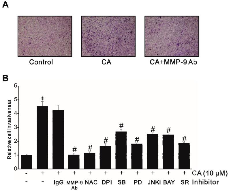 https://cdn.ncbi.nlm.nih.gov/pmc/blobs/ad21/7279292/2137a15380ea/ijms-21-03420-g007.jpg