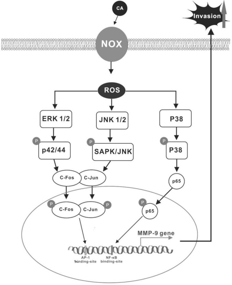 https://cdn.ncbi.nlm.nih.gov/pmc/blobs/ad21/7279292/9e9e361ca390/ijms-21-03420-g008.jpg