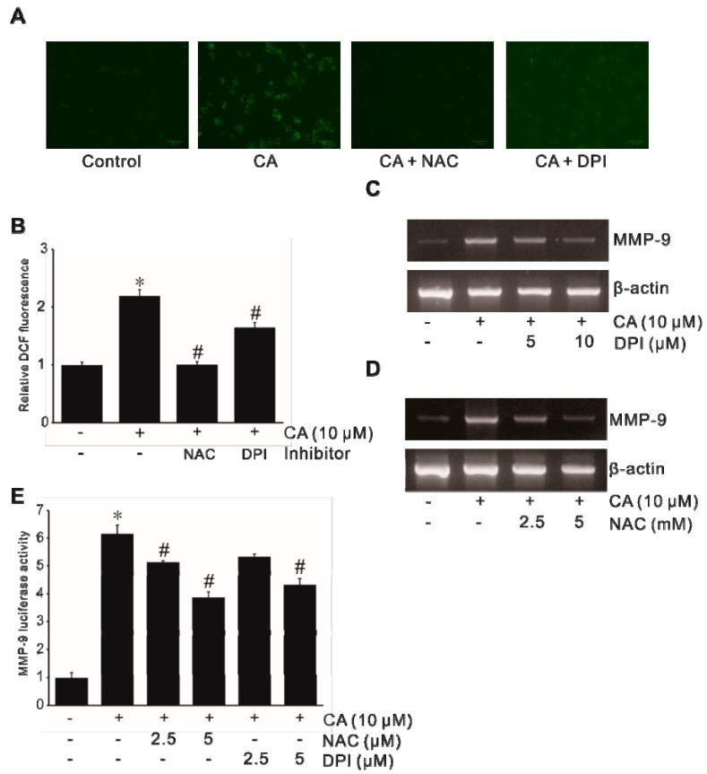 https://cdn.ncbi.nlm.nih.gov/pmc/blobs/ad21/7279292/c2d245576e38/ijms-21-03420-g002.jpg
