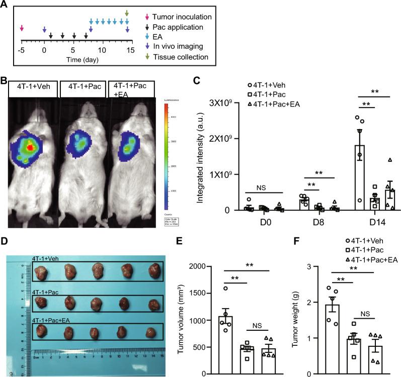 https://cdn.ncbi.nlm.nih.gov/pmc/blobs/ad25/11727193/4105b2345905/13020_2024_1023_Fig9_HTML.jpg