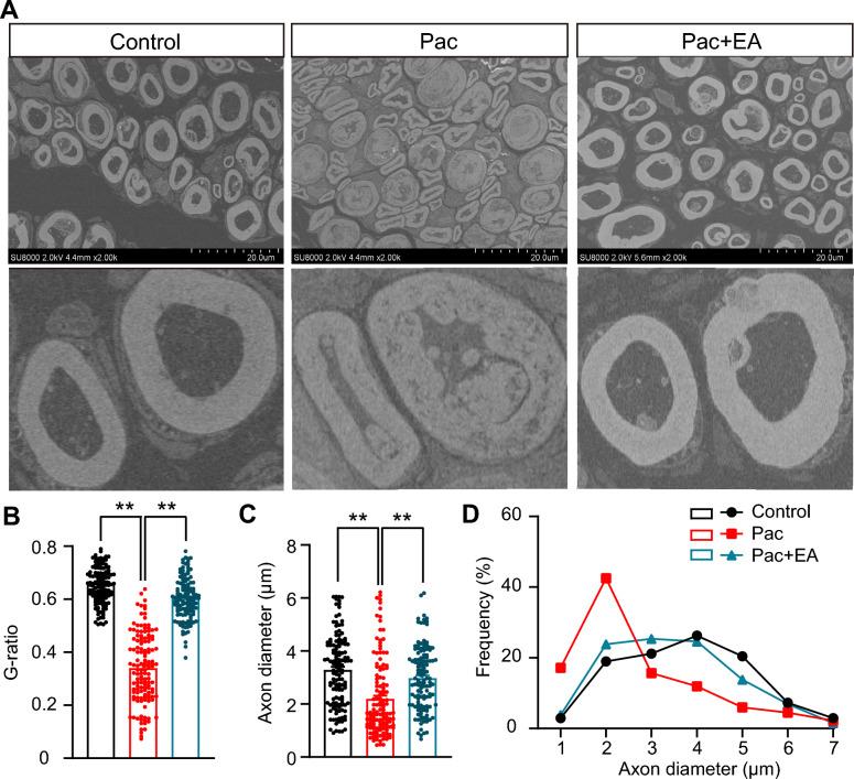 https://cdn.ncbi.nlm.nih.gov/pmc/blobs/ad25/11727193/69fbd843f3a9/13020_2024_1023_Fig7_HTML.jpg