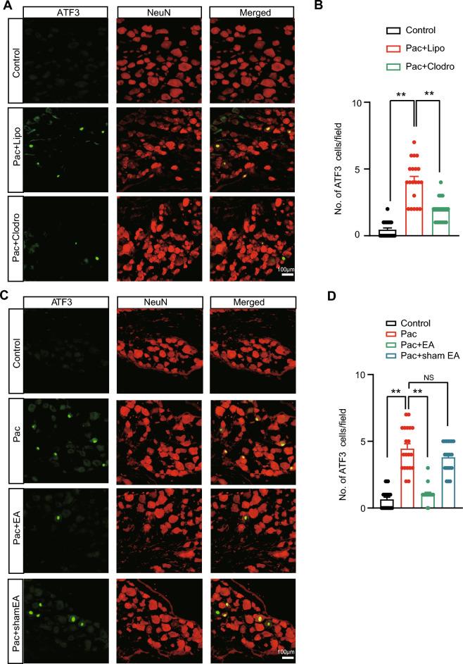 https://cdn.ncbi.nlm.nih.gov/pmc/blobs/ad25/11727193/7844d78eae56/13020_2024_1023_Fig6_HTML.jpg