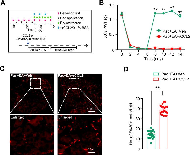 https://cdn.ncbi.nlm.nih.gov/pmc/blobs/ad25/11727193/9c29978f9e3d/13020_2024_1023_Fig5_HTML.jpg