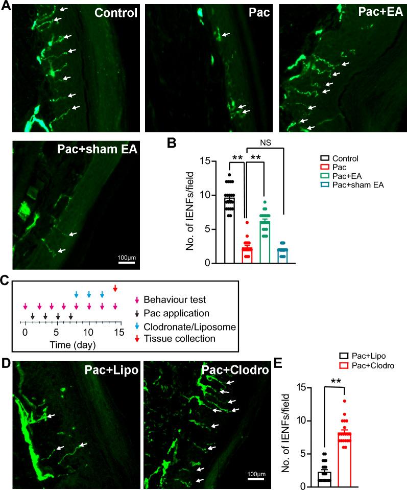 https://cdn.ncbi.nlm.nih.gov/pmc/blobs/ad25/11727193/a6b9c83346fb/13020_2024_1023_Fig8_HTML.jpg