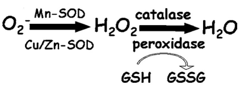 https://cdn.ncbi.nlm.nih.gov/pmc/blobs/ad2a/11504554/af31fe738e57/antioxidants-13-01237-g001.jpg