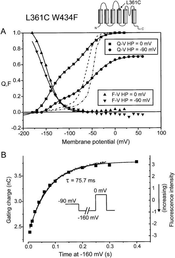 https://cdn.ncbi.nlm.nih.gov/pmc/blobs/ad2a/2217195/0fbbcee7a22f/JGP8028.f7.jpg
