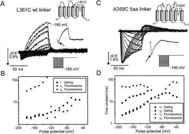 https://cdn.ncbi.nlm.nih.gov/pmc/blobs/ad2a/2217195/3e1963621a33/JGP8028.f6.jpg