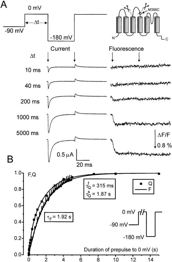 https://cdn.ncbi.nlm.nih.gov/pmc/blobs/ad2a/2217195/a66a342a0162/JGP8028.f2.jpg