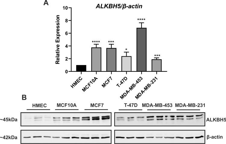 https://cdn.ncbi.nlm.nih.gov/pmc/blobs/ad2f/11317455/709f4b9b95aa/12672_2024_1205_Fig1_HTML.jpg