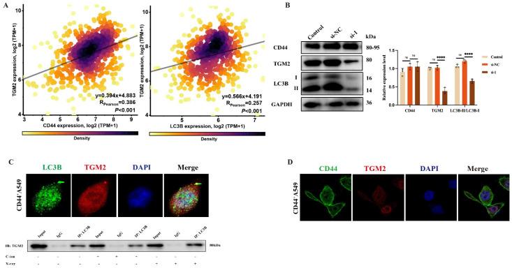 https://cdn.ncbi.nlm.nih.gov/pmc/blobs/ad2f/11504678/5dc01a811a43/biomedicines-12-02231-g006.jpg