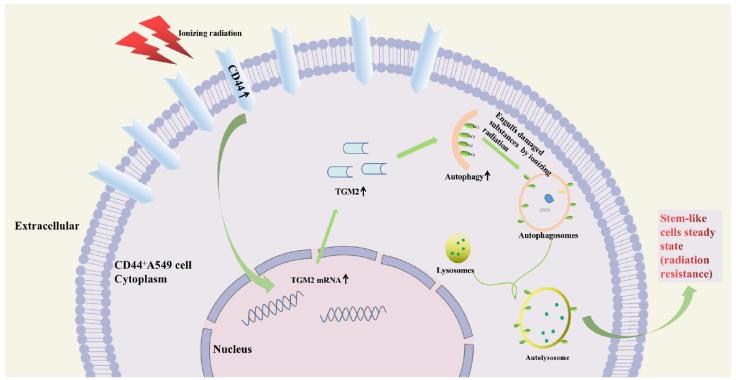 https://cdn.ncbi.nlm.nih.gov/pmc/blobs/ad2f/11504678/80de16ba1837/biomedicines-12-02231-g007.jpg
