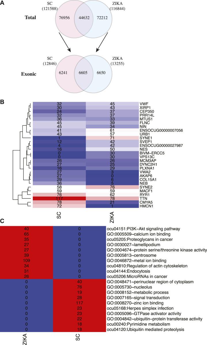 https://cdn.ncbi.nlm.nih.gov/pmc/blobs/ad37/8740122/8bc95d12f6ba/fgene-12-777232-g005.jpg