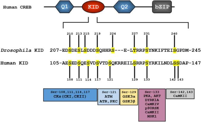https://cdn.ncbi.nlm.nih.gov/pmc/blobs/ad39/11333461/77c7ed43ecac/fnmol-17-1408949-g003.jpg
