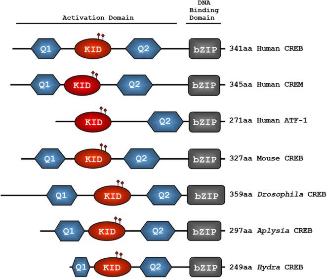 https://cdn.ncbi.nlm.nih.gov/pmc/blobs/ad39/11333461/a69b6f2c5917/fnmol-17-1408949-g001.jpg