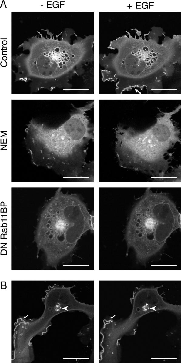https://cdn.ncbi.nlm.nih.gov/pmc/blobs/ad40/2172240/69ee38872f27/200311093f3.jpg