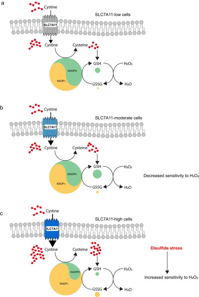 https://cdn.ncbi.nlm.nih.gov/pmc/blobs/ad41/10281978/c0c121d1f7d8/41467_2023_39401_Fig6_HTML.jpg