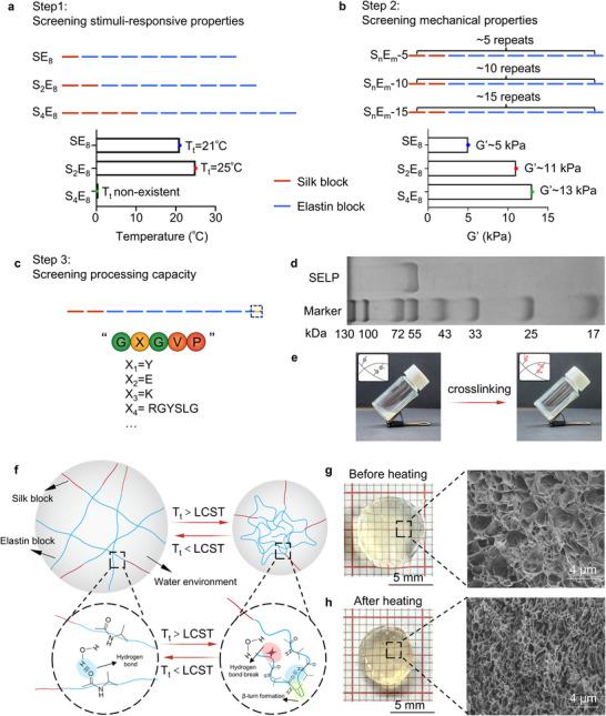 https://cdn.ncbi.nlm.nih.gov/pmc/blobs/ad47/12279187/1e923a4955b7/ADVS-12-2503404-g009.jpg