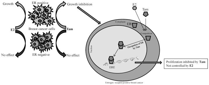 https://cdn.ncbi.nlm.nih.gov/pmc/blobs/ad48/3997732/06946ba5c4d0/OL-07-05-1341-g00.jpg