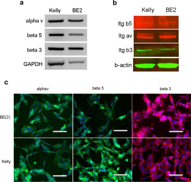 https://cdn.ncbi.nlm.nih.gov/pmc/blobs/ad49/6978385/d286b6d25ab4/41598_2020_57854_Fig2_HTML.jpg