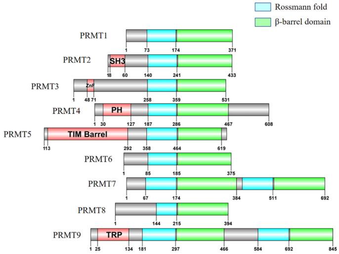 https://cdn.ncbi.nlm.nih.gov/pmc/blobs/ad4d/12153873/71b9b759eff2/cells-14-00796-g005.jpg