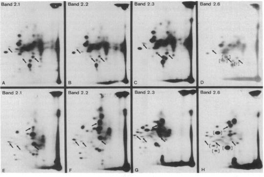 https://cdn.ncbi.nlm.nih.gov/pmc/blobs/ad52/383596/6c423a5ee074/pnas00005-0260-b.jpg