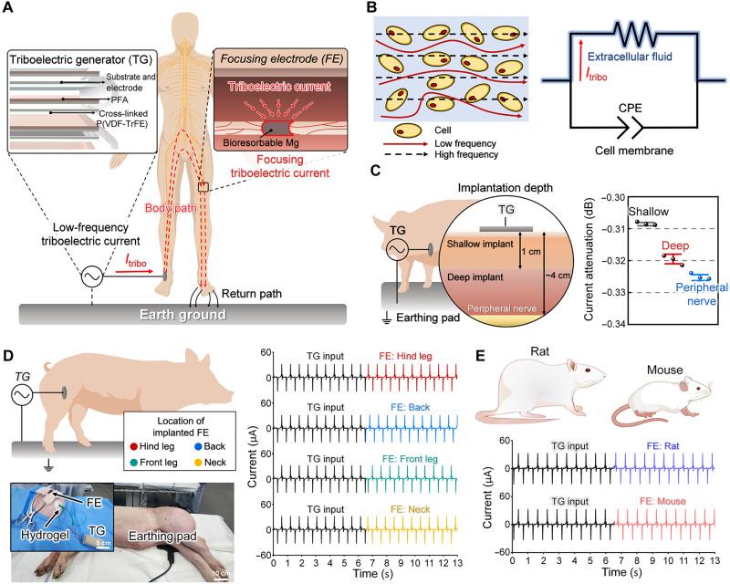 https://cdn.ncbi.nlm.nih.gov/pmc/blobs/ad54/12285705/bcc2fda3c235/sciadv.adx5922-f1.jpg