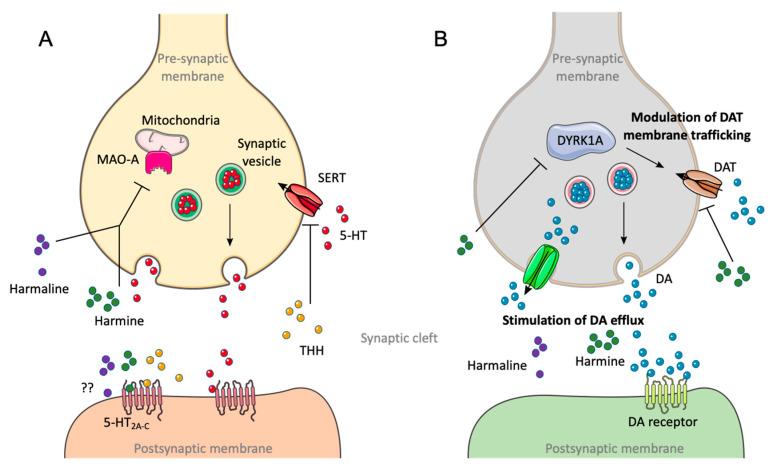 https://cdn.ncbi.nlm.nih.gov/pmc/blobs/ad56/7690791/328ab7ea61da/pharmaceuticals-13-00334-g005.jpg
