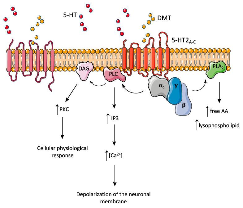https://cdn.ncbi.nlm.nih.gov/pmc/blobs/ad56/7690791/616cecb6e5b8/pharmaceuticals-13-00334-g004.jpg