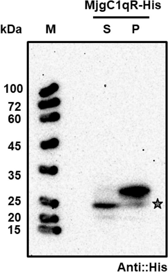 https://cdn.ncbi.nlm.nih.gov/pmc/blobs/ad57/8211838/7821f9ddcb2c/41598_2021_92002_Fig4_HTML.jpg
