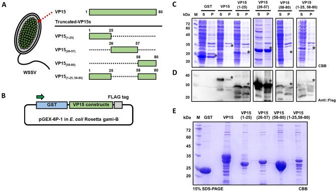 https://cdn.ncbi.nlm.nih.gov/pmc/blobs/ad57/8211838/7b1d85243ee0/41598_2021_92002_Fig1_HTML.jpg