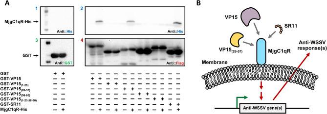 https://cdn.ncbi.nlm.nih.gov/pmc/blobs/ad57/8211838/f442713a6e36/41598_2021_92002_Fig5_HTML.jpg