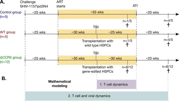 https://cdn.ncbi.nlm.nih.gov/pmc/blobs/ad5c/7803377/8c6baaa61fc7/elife-57646-fig1.jpg