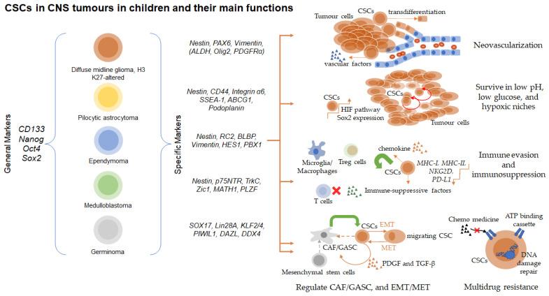 https://cdn.ncbi.nlm.nih.gov/pmc/blobs/ad61/10295943/1e564d7f76a4/cancers-15-03154-g001.jpg