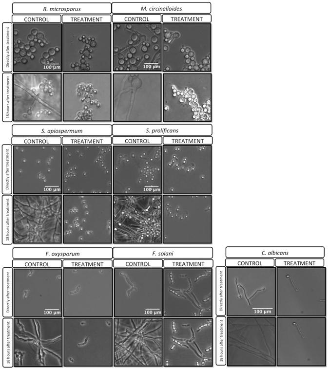 https://cdn.ncbi.nlm.nih.gov/pmc/blobs/ad61/5496878/8783066ca29e/41598_2017_5000_Fig5_HTML.jpg