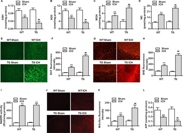 https://cdn.ncbi.nlm.nih.gov/pmc/blobs/ad61/6841714/216c45514913/41598_2019_52494_Fig4_HTML.jpg