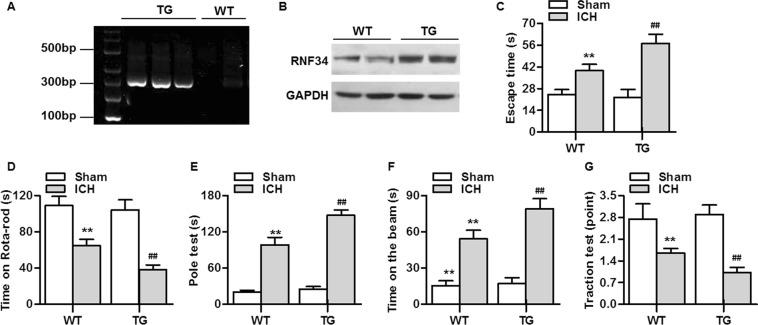 https://cdn.ncbi.nlm.nih.gov/pmc/blobs/ad61/6841714/cef8b14fe6ce/41598_2019_52494_Fig1_HTML.jpg