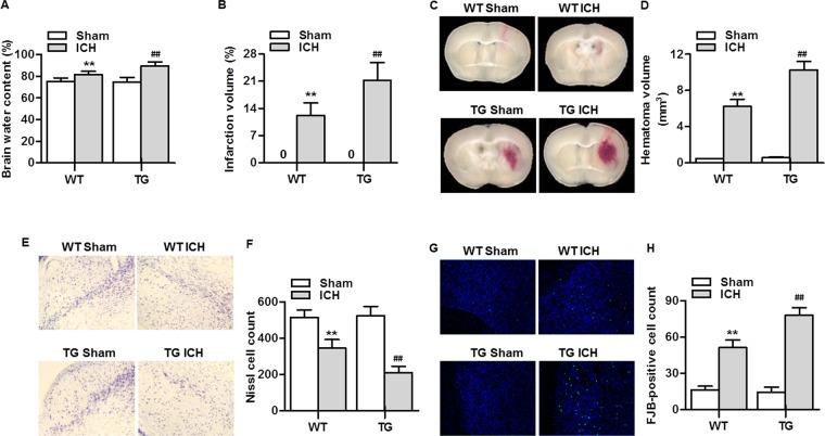 https://cdn.ncbi.nlm.nih.gov/pmc/blobs/ad61/6841714/d12443020ed4/41598_2019_52494_Fig2_HTML.jpg
