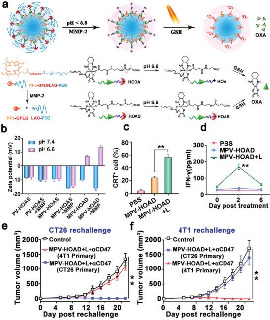 https://cdn.ncbi.nlm.nih.gov/pmc/blobs/ad64/9353475/0fbf2b085c62/ADVS-9-2201734-g004.jpg