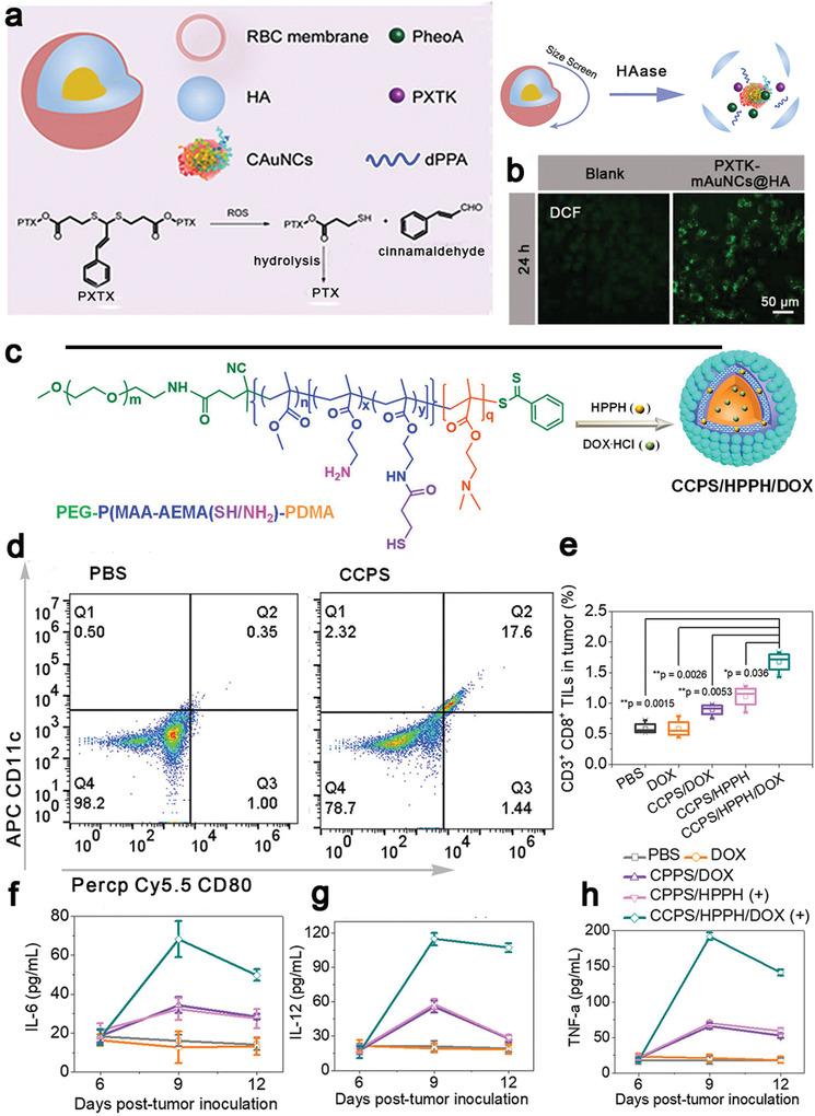 https://cdn.ncbi.nlm.nih.gov/pmc/blobs/ad64/9353475/2e9df652162d/ADVS-9-2201734-g010.jpg