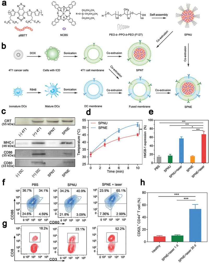 https://cdn.ncbi.nlm.nih.gov/pmc/blobs/ad64/9353475/e9b062b38e2e/ADVS-9-2201734-g013.jpg