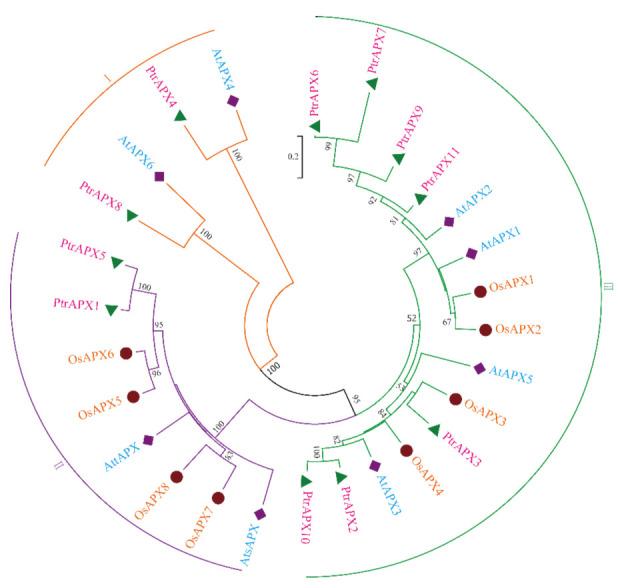 https://cdn.ncbi.nlm.nih.gov/pmc/blobs/ad65/7996185/598a0dc398d8/genes-12-00334-g001.jpg