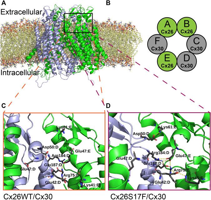 https://cdn.ncbi.nlm.nih.gov/pmc/blobs/ad67/9868548/0c4d2aac7cfd/fcell-10-1071202-g008.jpg