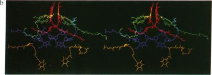 https://cdn.ncbi.nlm.nih.gov/pmc/blobs/ad68/298936/1837e89aea38/pnas00331-0232-b.jpg