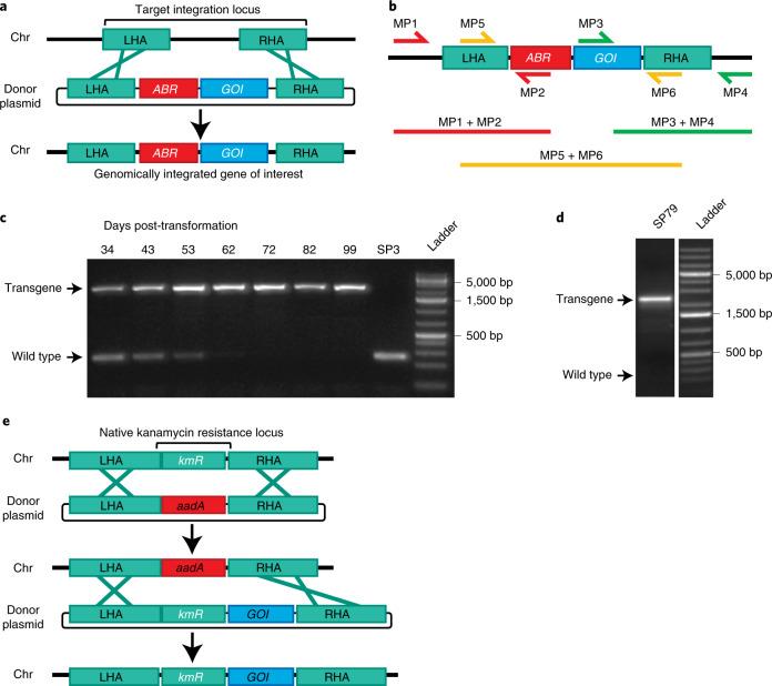https://cdn.ncbi.nlm.nih.gov/pmc/blobs/ad68/9200632/ab834c22dbd8/41587_2022_1249_Fig1_HTML.jpg