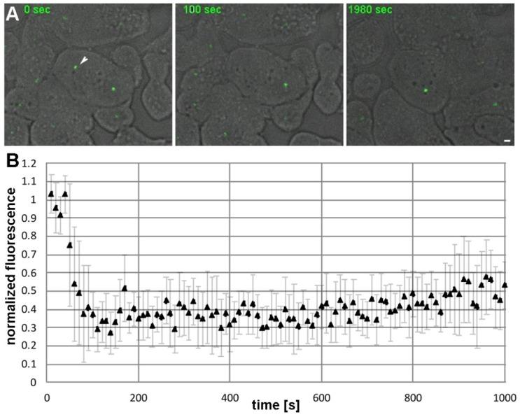 https://cdn.ncbi.nlm.nih.gov/pmc/blobs/ad6a/5946109/f6e91de135f0/cells-07-00032-g004.jpg